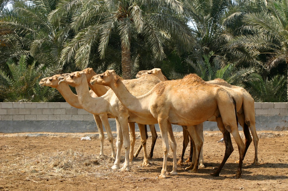      Royal Camel Farm